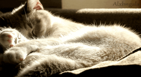 RÃ©sultat de recherche d'images pour "good night cat gif"