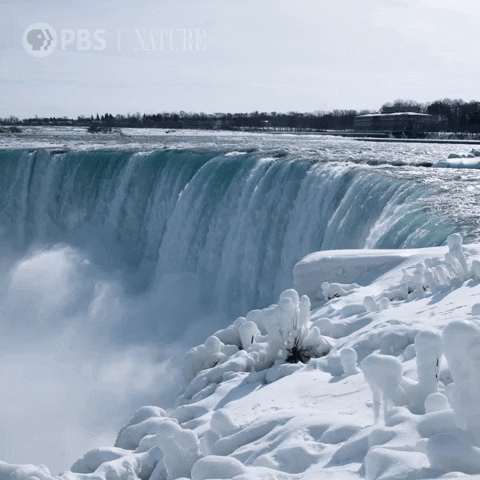Winter Wonderland Beauty GIF by Nature on PBS