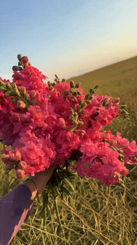 Flowers GIF