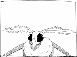 Moth Motte GIF