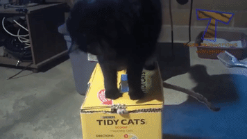 strawberries cat cats in the box GIF