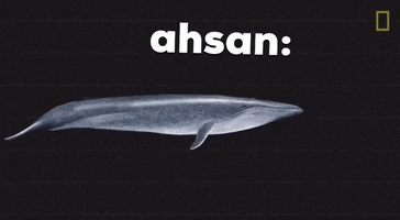 Whale GIF