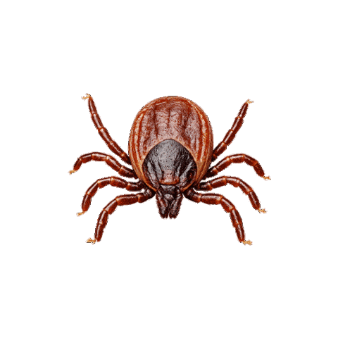 Carrapato Sticker by Elanco Brasil