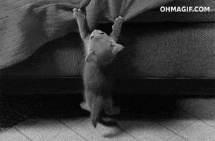 cat hanging GIF