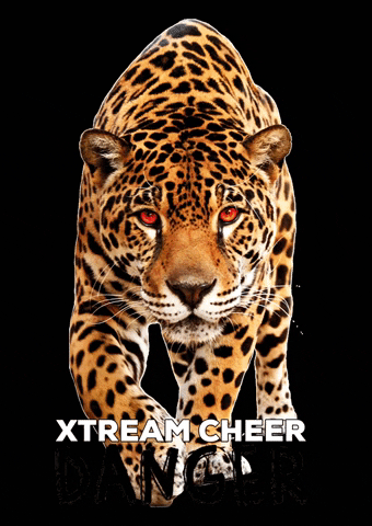 XTREAMCheerGymnastics cheer cheerleading xtreamcheer xtreamjaguar GIF