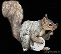 funny squirrels gifs
