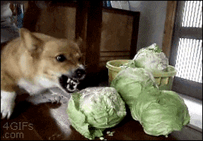 Angry Corned Beef And Cabbage GIF