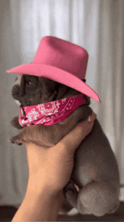 Pibble GIF