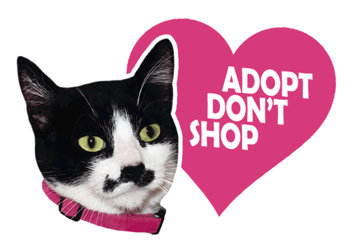 Adopt Cat Rescue Sticker for iOS & Android GIPHY