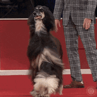 Dog Show Hound GIF by American Kennel Club