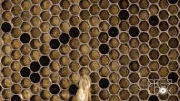honey bees GIF by PBS Digital Studios