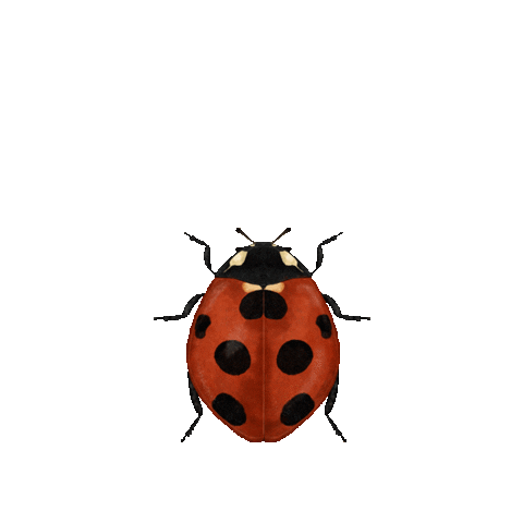 r_davie bug ladybug ladybird rdavie Sticker