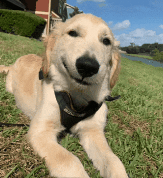 Dog GIF