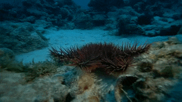 Marine Life Starfish GIF by Oceana