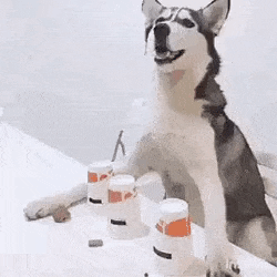 Bullshit GIF