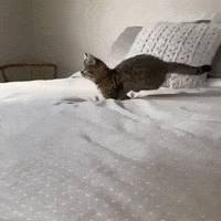 Cat-jump-fail GIFs - Get the best GIF on GIPHY