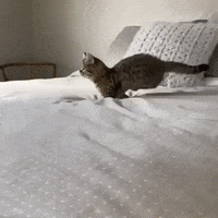 Cat-jump-fail GIFs - Get the best GIF on GIPHY Cat-jump-fail GIFs - Get the best GIF on GIPHY