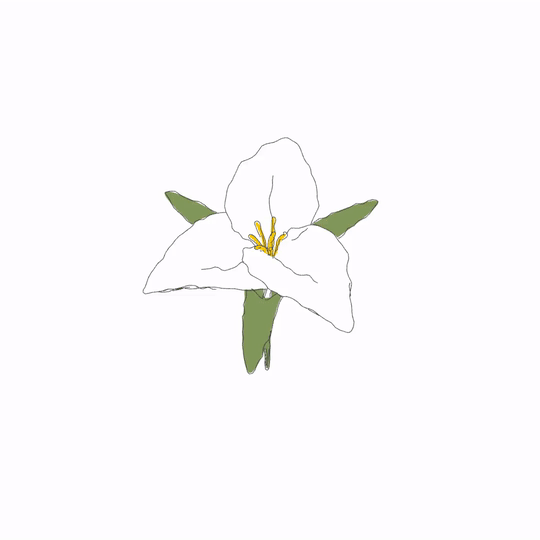 Animation Blooming GIF by David Koblesky Find & Share on GIPHY
