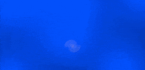 Radar Internet GIF