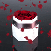Gift Luxury GIF by The Million Roses