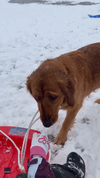 Snow-Loving Golden Retriever Pulls Kid's Sled Through Indiana Yard