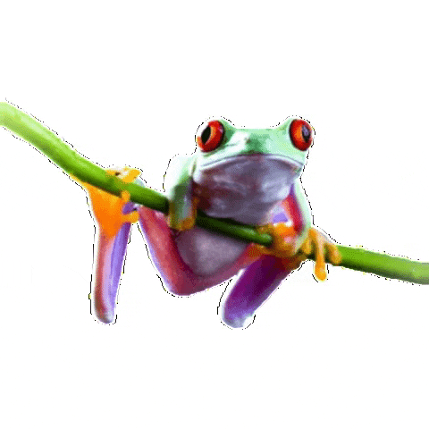 Frog Acrr GIF by ACReptileRescue