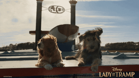 Image result for real lady and the tramp gifs