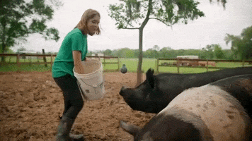 Pig Love GIF by Mercy For Animals