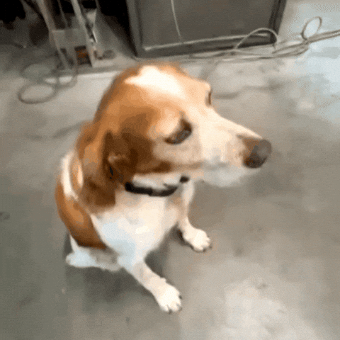 Dog Pet GIF