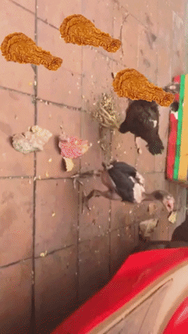 Chicken GIF