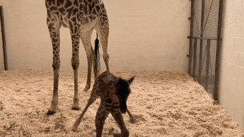 tired giraffe GIF by Cincinnati Zoo