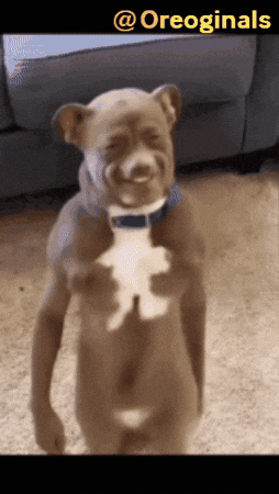 Dancing Dog GIF