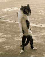 Dance Party Cat GIF