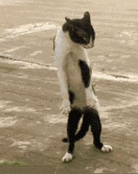 dancing cat animated gif