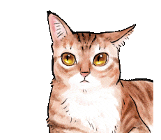 Cats What Sticker