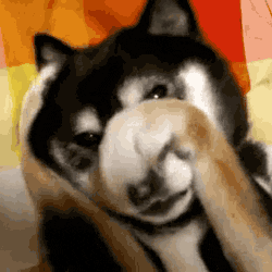 Video gif. A Shiba Inu raises their paws up to their face in a shy way, covering their eyes and curling their paws next to their cheeks.