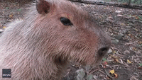 Adorable Capybara Enjoys a Good Old Scratch at Wildlife Sanctuary