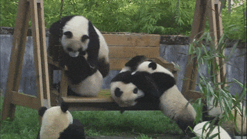 Animals Panda animated GIF