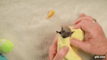 baby bat GIF