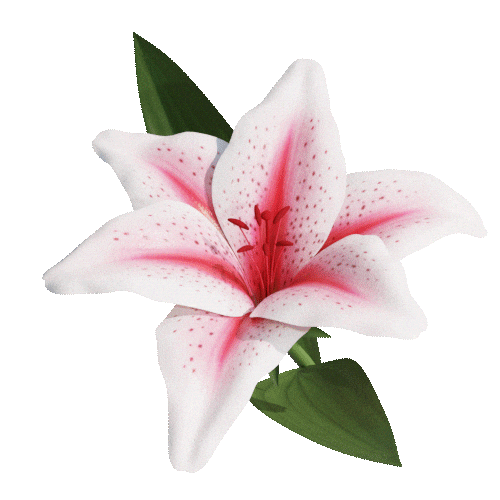 Lily Flower 3D Sticker by rvd