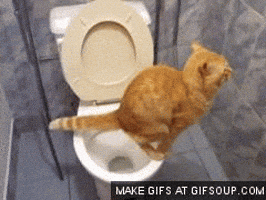 Toilette Gifs Get The Best Gif On Giphy