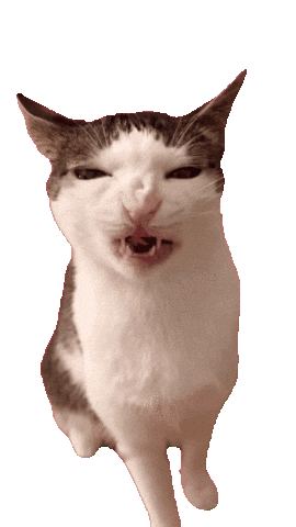 Cat Luna Sticker by Database數據 - Find & Share on GIPHY