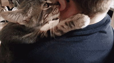 giphy.gif