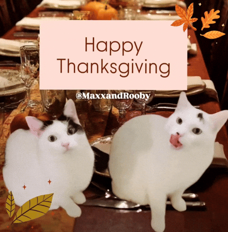 Cats Thanksgiving GIF