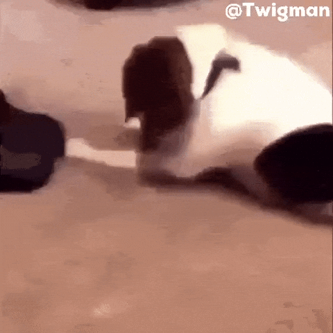 Hump Day Funny Dog GIF