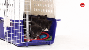 Puppies Kittens GIF by BuzzFeed