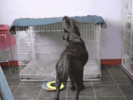 200.gif?cid=f0bdee70vkdp671nsc4268v7qprlodqnqzh0jfht6dlsd4yi&rid=200.gif&ct=g