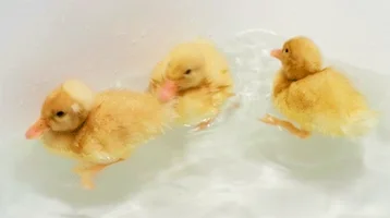 duck swimming GIF