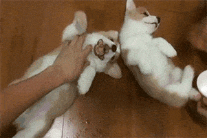 Dogs Puppies GIF by The BarkPost