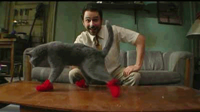 Cat Socks - Get the best GIF on GIPHY